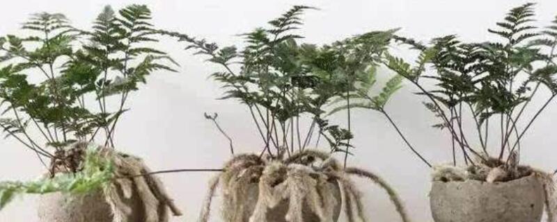 狼尾蕨叶尖发黄 狼尾蕨叶尖发黑