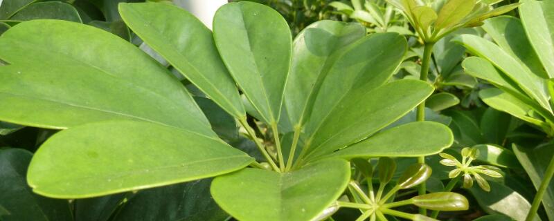 鹅掌藤怎么养爆盆 鹅掌绿植怎么养才爆盆