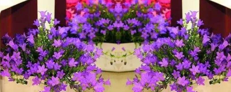 丹麦风铃花的修剪（丹麦风铃草修剪）