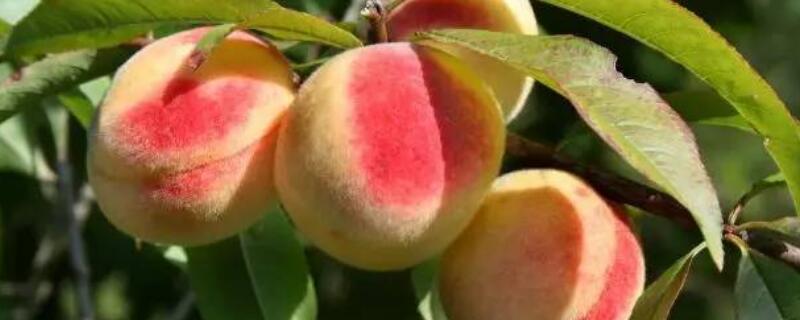 桃树多效唑使用方法 桃树多效唑的使用方法