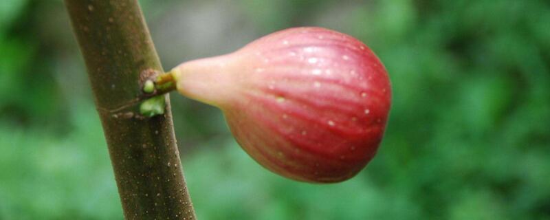 无花果家里能种吗（家里可以栽种无花果吗）