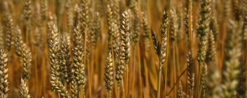 冬小麦什么时候浇返青水（冬小麦什么时候浇返青水合适）