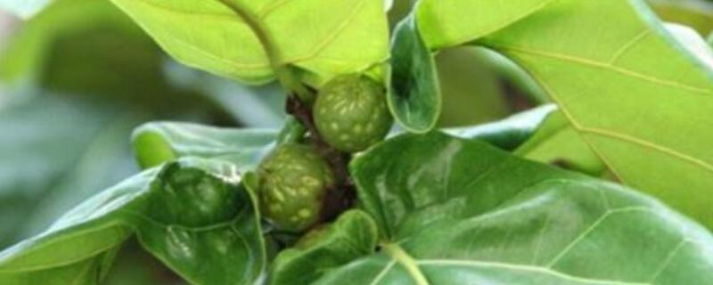 琴叶榕修剪方法（琴叶榕叶子的修剪方法和注意事项）