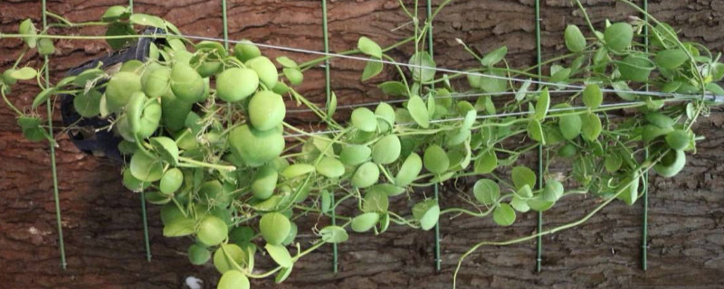 风不动植物怎么养 植物需要通风吗