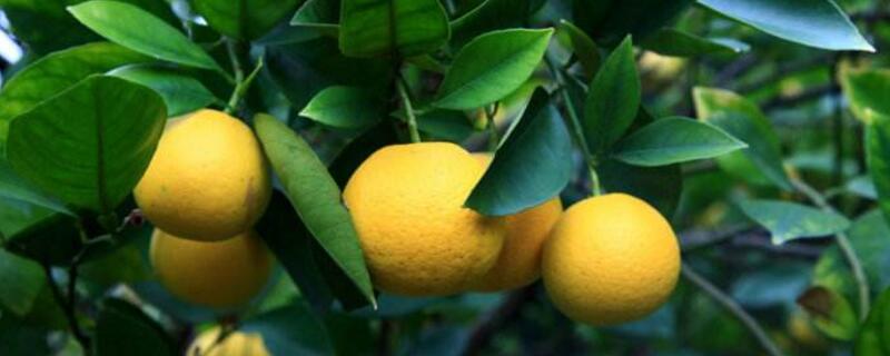 胡柚什么时候采摘（胡柚什么时候采摘最好?）