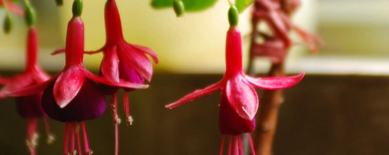 倒挂金钟种子怎么催芽 倒挂金钟种子怎么播种