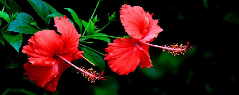 扶桑花水培生根方法(扶桑花怎样水培)