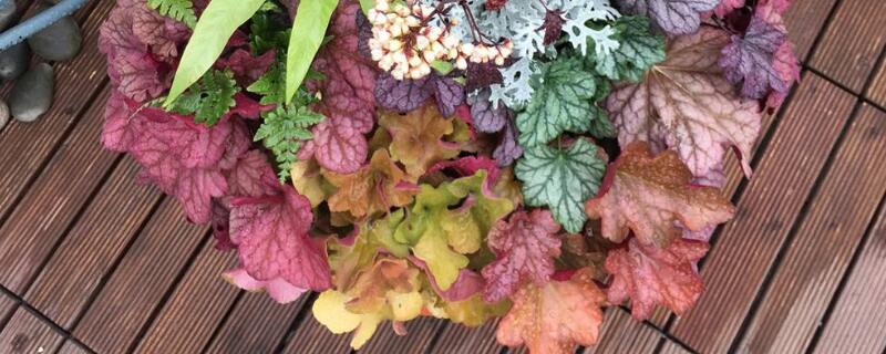 矾根怎么样纸（矾根的图片）