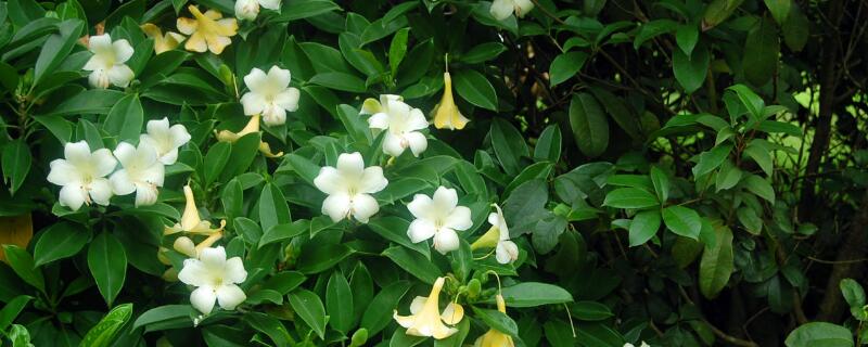 非洲茉莉的繁殖方法 非洲茉莉的繁殖方法视频