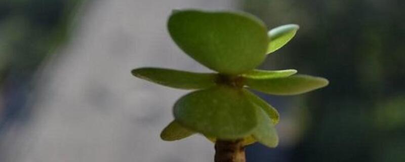 金钱木叶子发黑脱落（金钱木叶子发黑脱落还会长出来吗）