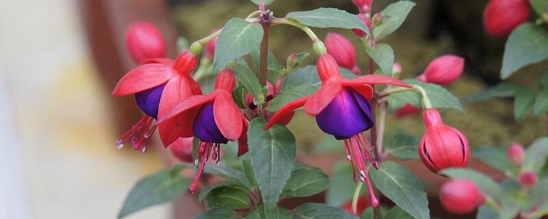 倒挂金钟种子怎么种 金钟倒挂种子怎么播种