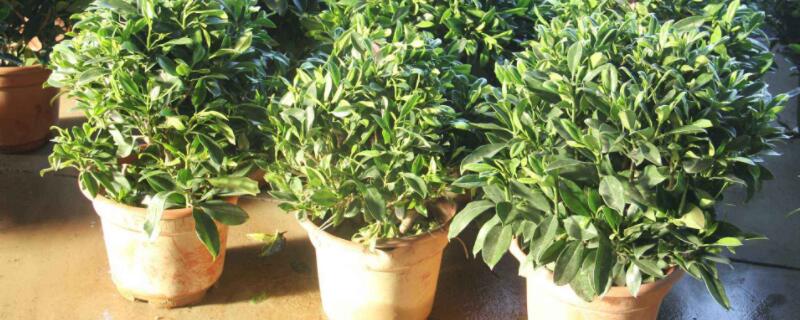 茉莉的养殖方法和注意事项（双色茉莉的养殖方法和注意事项）