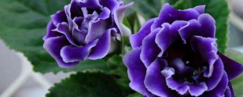 大岩桐换盆焉掉了怎么办（大岩桐换盆方法和注意事项）