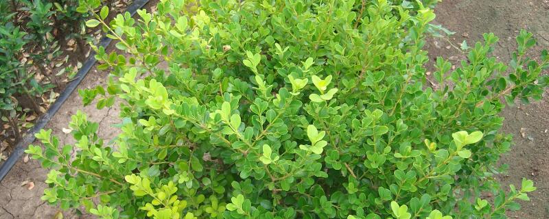 黄杨快速长粗方法 黄杨快速长粗方法黄杨树桩培育方法柴火灶