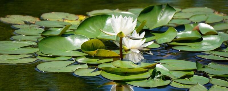 睡莲根块的水养方法（根块睡莲全水养能开花吗）
