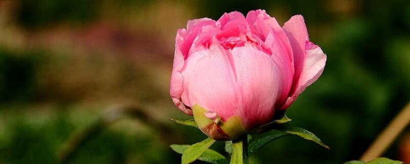 富贵红盆栽怎么养（富贵红花卉的养殖注意方法）