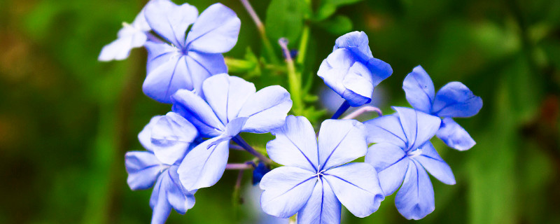 蓝雪花怎么摘心（蓝雪花要摘心吗）