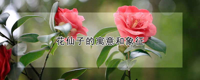 花仙子的寓意和象征 花仙子花语寓意