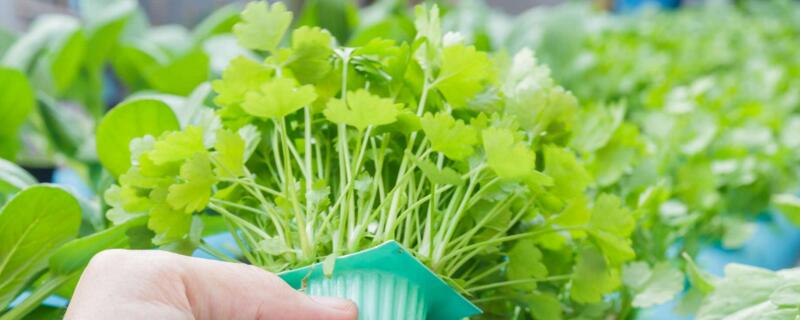 土培植物营养液滴几滴 营养液对土培植物的使用方法