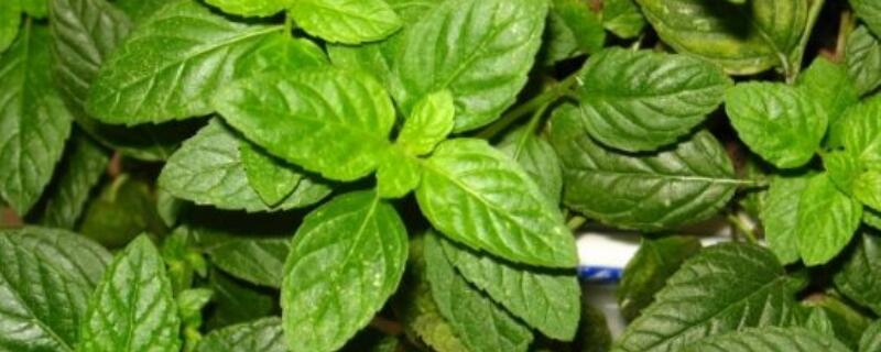薄荷黄叶子怎么回事 水培薄荷黄叶子怎么回事