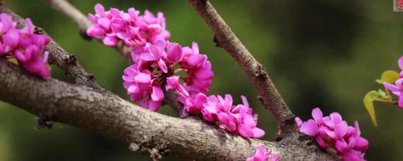紫荆花可以扦插繁殖吗(紫荆花怎么插扦)