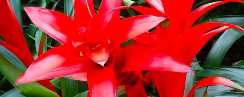 水塔花怎么修剪枝叶 水塔花叶子枯萎了能剪掉吗