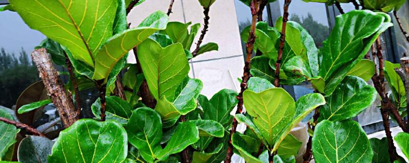 琴叶榕怎样掐顶 琴叶榕怎样打顶促进分枝图片