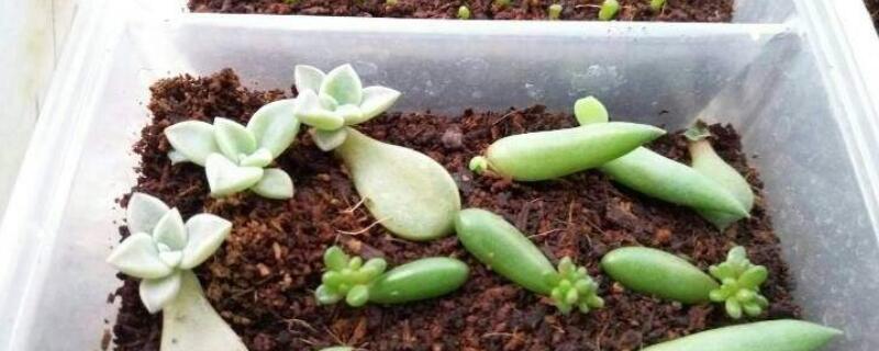 保鲜膜叶插多肉(多肉叶插苗养护)
