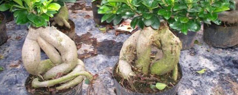 人参果树盆栽的方法 人参果树盆栽的方法视频