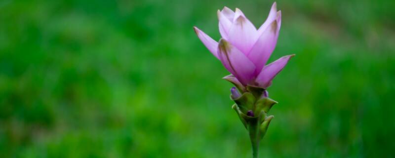 姜荷花叶子卷了怎么办（姜荷花叶子打卷了怎么办）