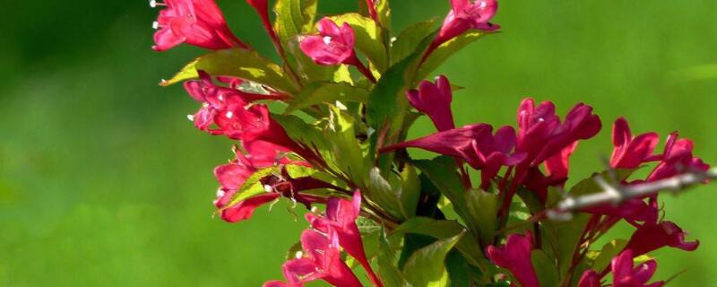 红王子锦带如何修剪（红王子锦带怎么养护）