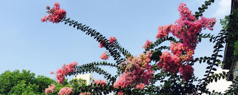 紫薇树的移栽要点(紫薇树移栽注意事项)