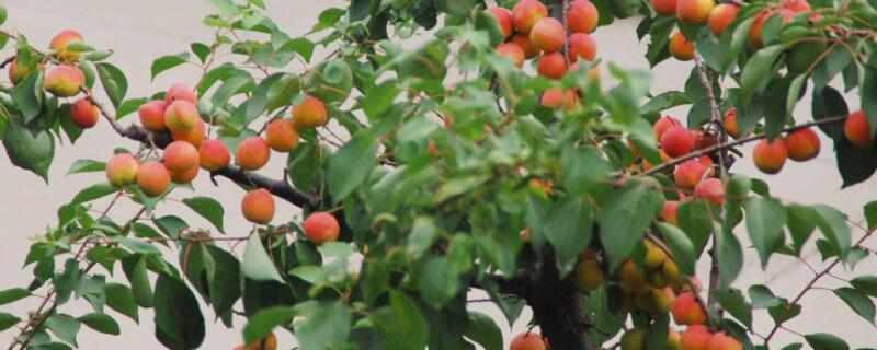 杏树修剪时间和方法（杏树的修剪时间）