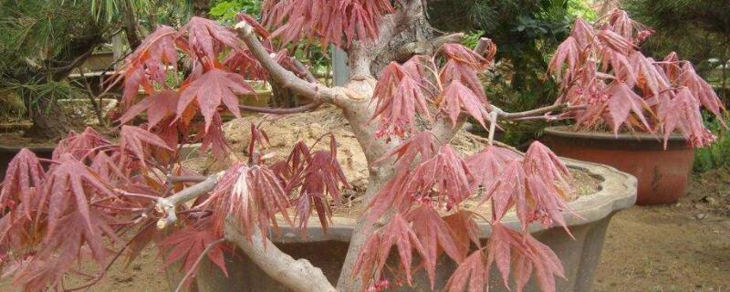 红枫盆栽怎么修剪（移栽的红枫怎么修剪）