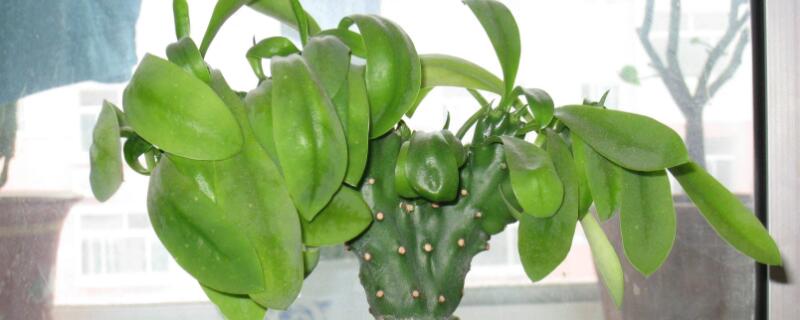 养植物玉麒麟的忌讳 玉麒麟植物风水禁忌