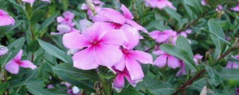 长春花开花后怎么修剪（长春花一直开花怎么修剪）