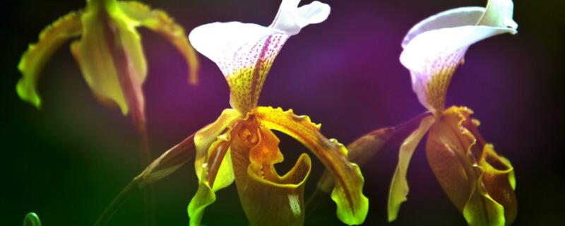 兜兰怎么养 兜兰怎么养才能开花