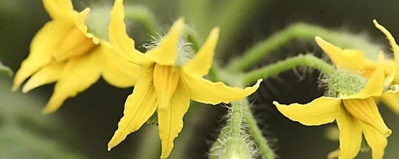 西红柿开花到成熟多久（西红柿从开花到成熟多少天）