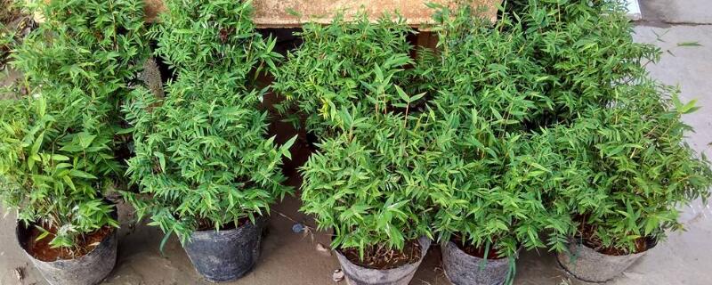 米竹的栽培方法 米竹的养殖方法