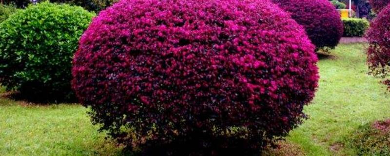 红花檵木的修剪方法（红花檵木能不能剪枝栽活）