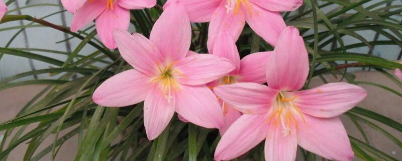 韭兰冬天要剪叶子吗 韭菜兰冬天剪掉叶子吗