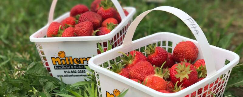 草莓脱毒步骤（草莓脱毒苗怎么做）