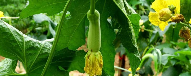 丝瓜怎样修枝(丝瓜怎么修枝条)