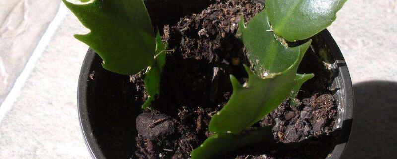 扦插繁殖时发霉怎么办 扦插的枝条发霉怎么处理