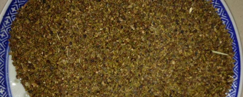 黑麦草种植方法（黑麦草 种植）