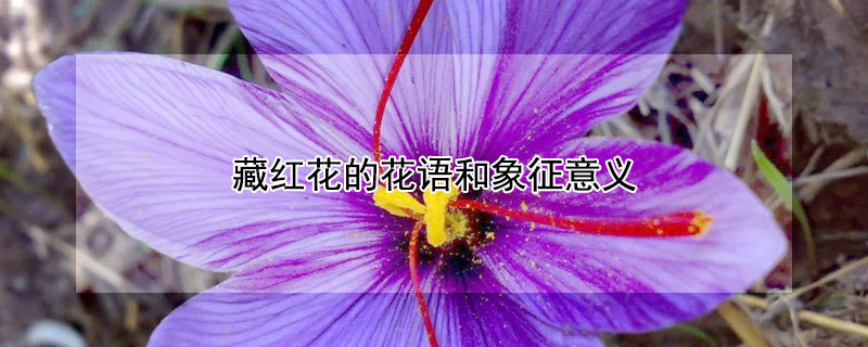 藏红花的花语和象征意义（藏红花的花语和寓意）