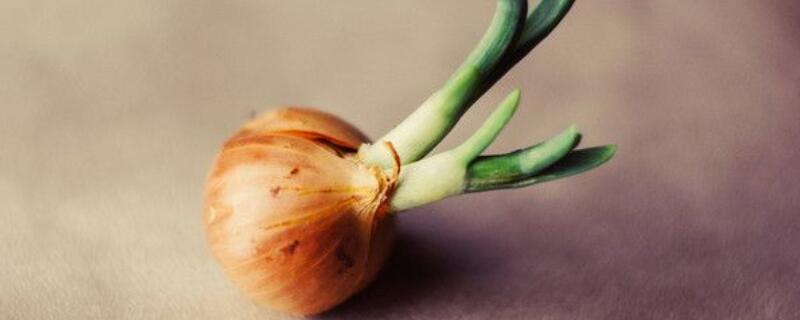 发芽的洋葱怎么种 发芽的洋葱怎么种植步骤图