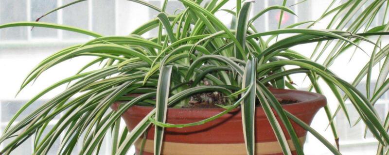 金边吊兰怎么修剪 金边吊兰怎么修剪叶子