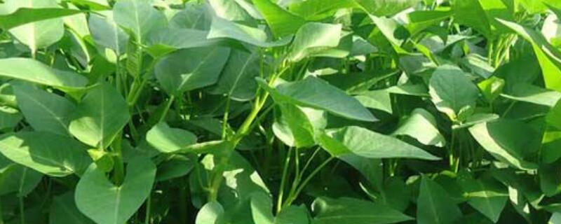 空心菜叶子发黄怎么回事 空心菜叶发黄怎么补救