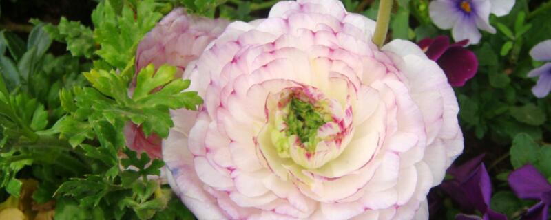 花毛茛怎么修剪 花毛茛切花养护方法